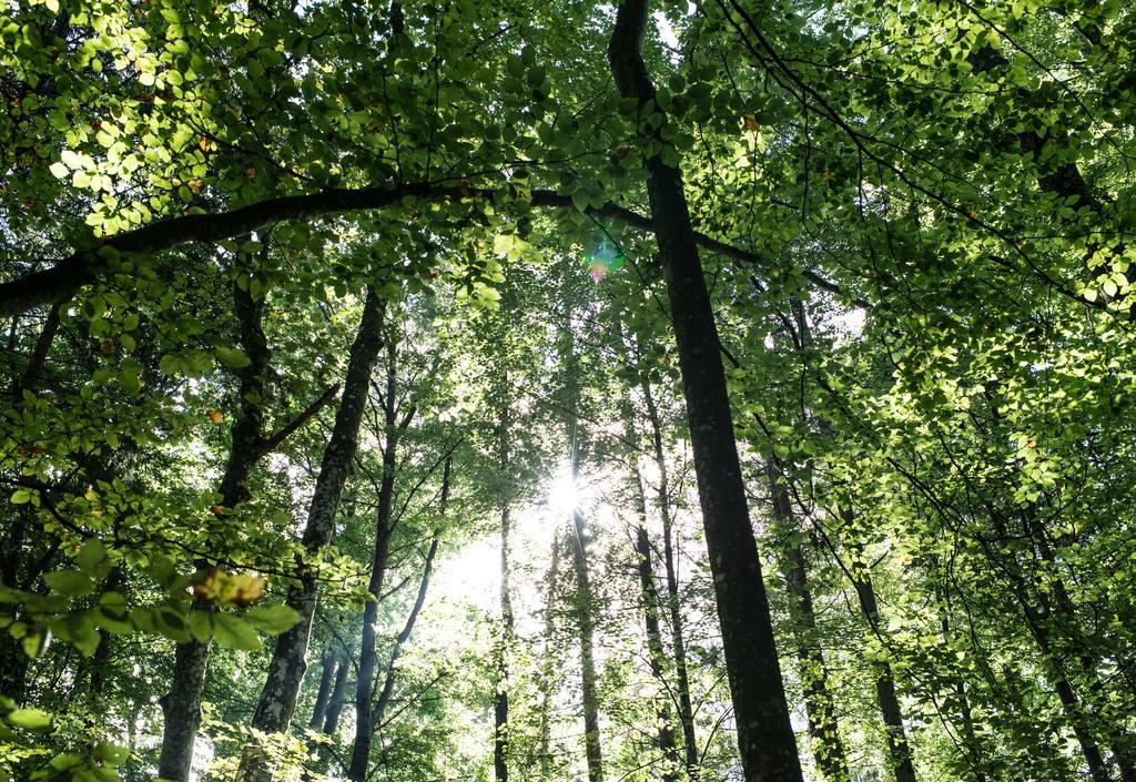 Biohotel Schlossgut Oberambach Dış mekan fotoğraf